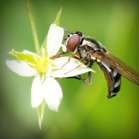 /album/kinsfinsusaprai/photolia-a02-jpg/