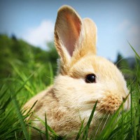 /album/kinsfinsusaprai/photolia-a03-jpg/